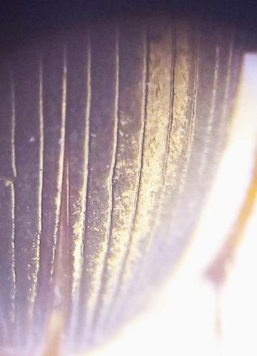 Harpalus sp.